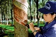 Sẽ giảm xuất khẩu cao su thô 